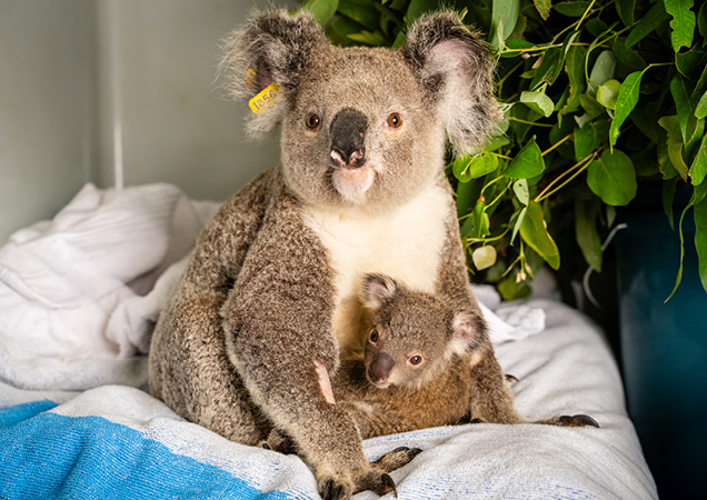 Koalas, Erica and Precious reunited at RSPCA Wildlife Hospital.